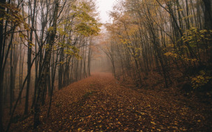      1920x1200 , , fog, chasingfog, forest, fall