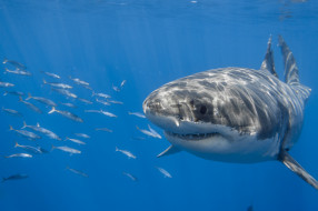 great white shark, , , , , 