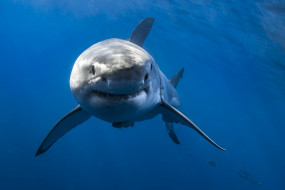 Great white shark     2048x1366 great white shark, , , , , 