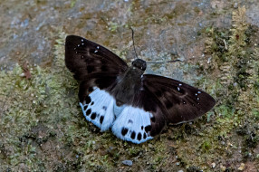 Symbrenthia lilaea - Common Jester     2000x1333 symbrenthia lilaea - common jester, , ,  ,  , 