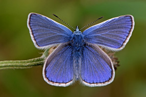 Polyommatus icarus - Common Blue     2000x1333 polyommatus icarus - common blue, , ,  ,  , 