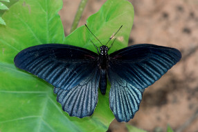Papilio memnon - Great Mormon     2000x1333 papilio memnon - great mormon, , ,  ,  , 