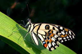 Papilio demoleus - The Lime     2000x1333 papilio demoleus - the lime, , ,  ,  , 