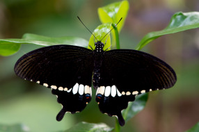 Papilio polytes - Common Mormon     2000x1333 papilio polytes - common mormon, , ,  ,  , 