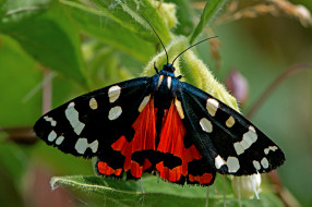 Callimorpha dominula - Scarlet Tiger Moth     2000x1333 callimorpha dominula - scarlet tiger moth, , ,  ,  , 