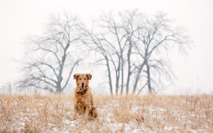      1920x1200 , , golden, retriever, dog, snow, winter