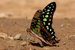 Graphium agamemnon - Tailed Jay     2000x1333 graphium agamemnon - tailed jay, , ,  ,  , 