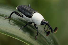 Black & white weevil     2048x1365 black & white weevil, , , 