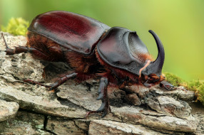 rhinoceros beetle - neushoornkever, , , 
