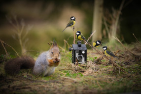 ,  , , , , , , nut, , , situation, nature, photo, camera, tits, squirrel, birds, , , , 
