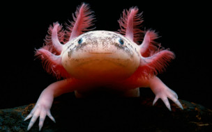      2880x1800 , - , axolotl, , , 