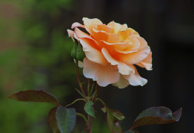 Rose `Brandy`     2048x1414 rose `brandy`, , , , 