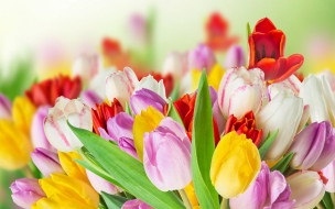      2880x1800 , , tulips, colorful, spring