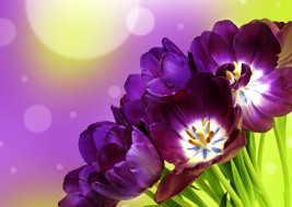      3360x2394 , , , , tulips, flowers