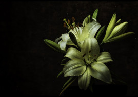      2048x1449 , ,  , dew, wayne, gaylard, , , rain, , , , macro, lilium, harare, flower, , zimbabwe, yellow