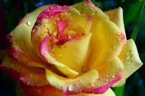      2048x1367 , , beauty, water, drops, yellow, tender, hd, romantic, flower, rose, , , , , , , , emi