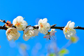     920845 (a): :2400x1600