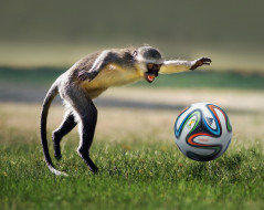 , , , football, ball, game, monkey, , , playing, , 