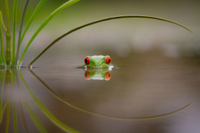     2048x1365 , , , , , leave, , beauty, , , frog, , red, eyes, colourfull, , , swimming, , , lake, water