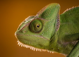      2048x1465 , , lizard, , eyes, , chameleon, , reptile, , beauty, green, , 