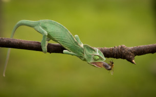      2048x1276 , , green, , chameleon, , , , , , insect, hunt, , , , eyes, , reptile, lizard, beauty