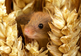 животные, крысы,  мыши, mouse, harvest, мордочка, глаза, улыбка, колосья, мышь-малютка, nature, small