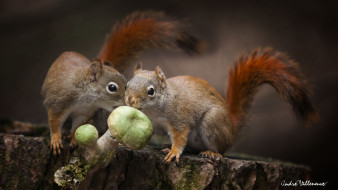      2048x1152 , , food, nature, cute, twins, dinner, mushrooms, squirrels, animals, , forest, , , , , 