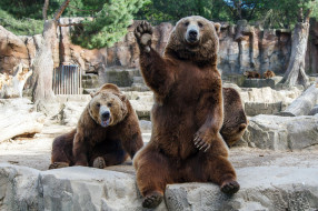      2048x1365 , , , , , situation, friends, , , , dudes, hangover, , bears, zoo, , 