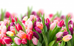      2880x1800 , , tulips, flowers