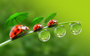      2880x1800 ,  , a, blade, of, grass, , , parasols, droplets, ladybirds, , , 