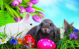 , ,  , , , happy, easter, 
