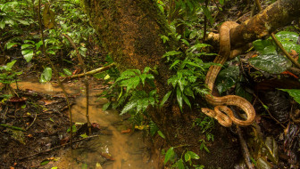 Amazon Tree Boa обои для рабочего стола 2000x1134 amazon tree boa, животные, змеи,  питоны,  кобры, джунгли, удав