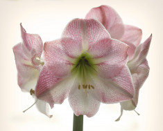 Amaryllis Apple Blossom     2048x1660 amaryllis apple blossom, , ,  , 