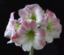 amaryllis apple blossom on black, , ,  , 