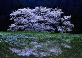      2048x1461 , , , , , sakura, cherry, blossoms, 