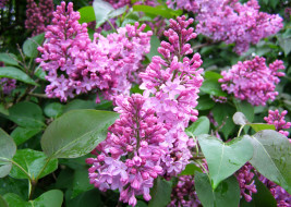      2600x1854 , , flowers, lilac, spring, 