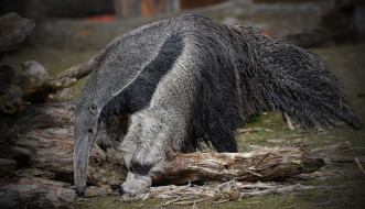giant anteater, , , , 