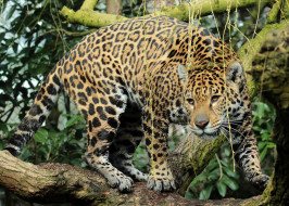 Jaguar Rica Emmen     2048x1463 jaguar rica emmen, , , 