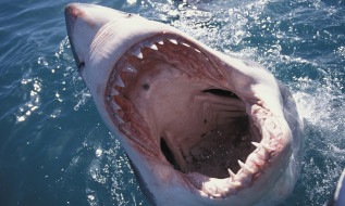 SHARK     2560x1536 shark, , , , , , 