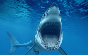 SHARK     2560x1600 shark, , , , , , 