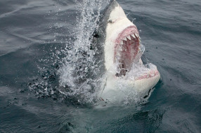 SHARK     2197x1463 shark, , , , , , 