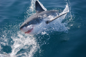 SHARK     3872x2592 shark, , , , , , 