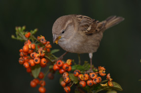 Sparrow     2048x1356 sparrow, , , 