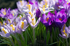 цветы, крокусы, весна, макро, сиреневый, фиолетовый
