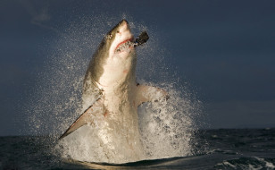 SHARK     1944x1200 shark, , , , , , 