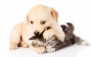 ,  , , , , kitten, , couple, puppy