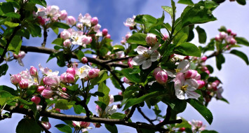 Apple Blossom     2048x1097 apple blossom, ,   ,  , , , 