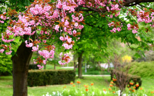      2880x1800 , ,  , , , pink, flowers, nature, , photo, , park