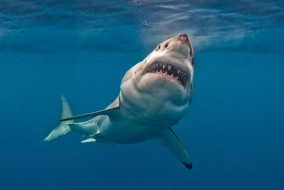 SHARK     2000x1340 shark, , , , , , 