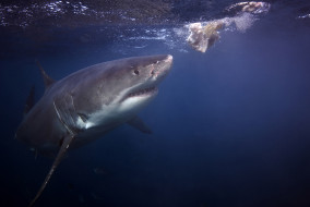 SHARK     1920x1285 shark, , , , , , 